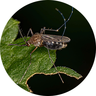 Culex Mosquito sitting on a leaf