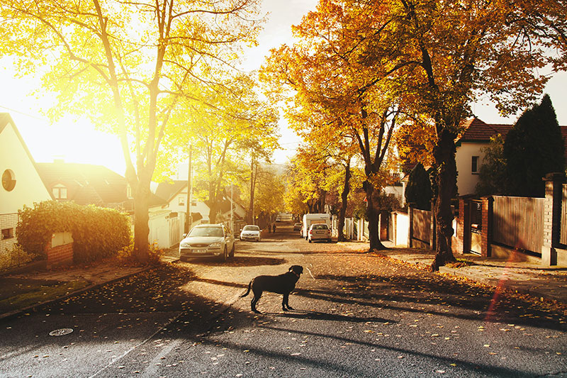 Suburban street, beautiful sunshine and a dog in the road