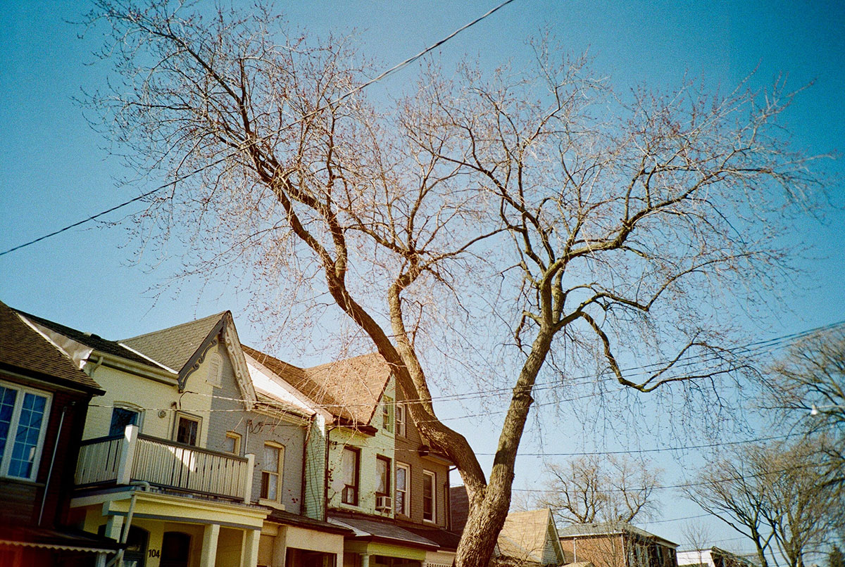 Toronto houses and a tree