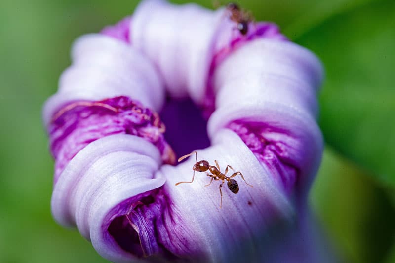 Ant on a flower, close up