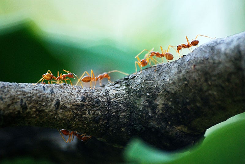 Ants crawling along a branch orange ones