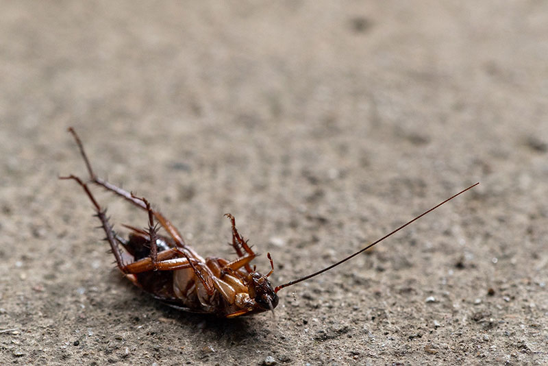 close up of a roach on his back