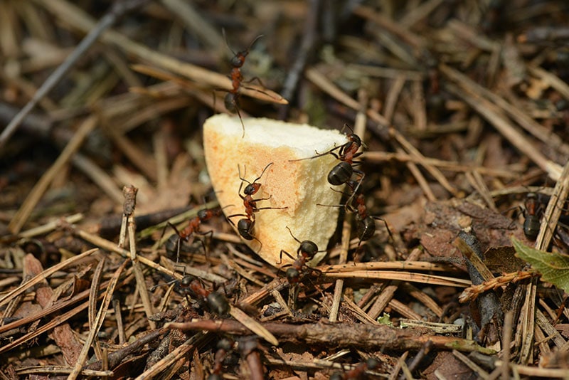close up of carpenter ants eating food