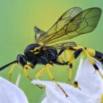 close up of a wasp on a shimmering, moist green leaf