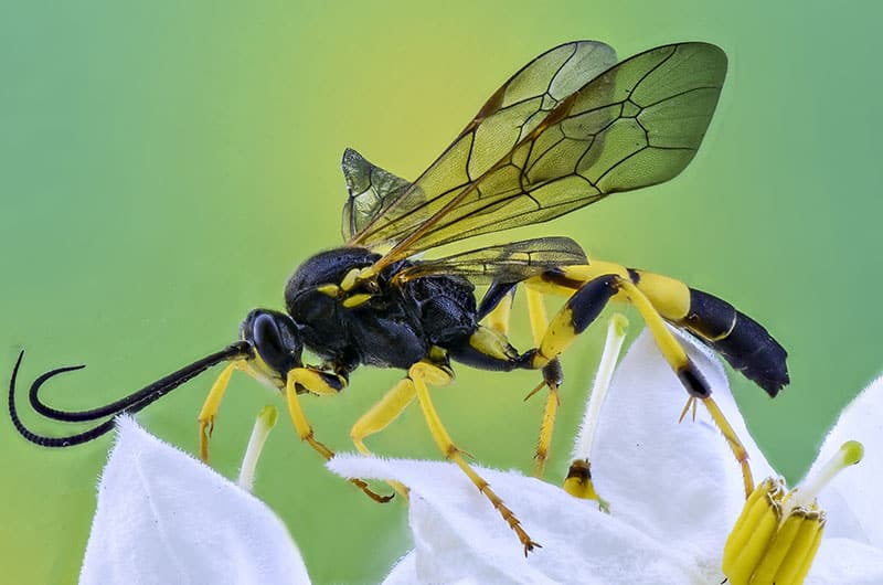 close up of a wasp on a shimmering, moist green leaf