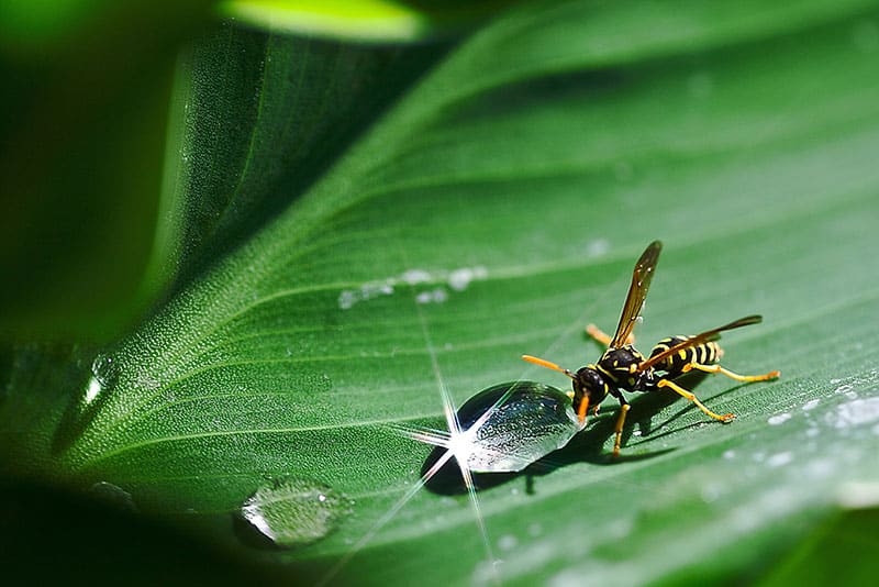 wasp on a flower, close up