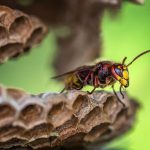 wasp on a the edge of their nest