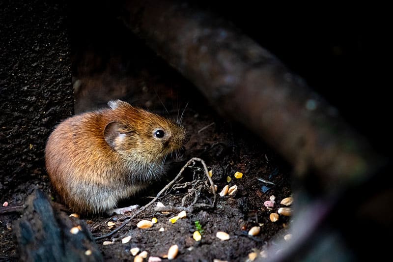 close up of a rat, dark background