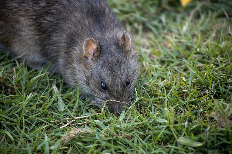 a rat close up in the grass, sniffing and creeping around