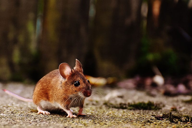 mouse with long tail seen from up close