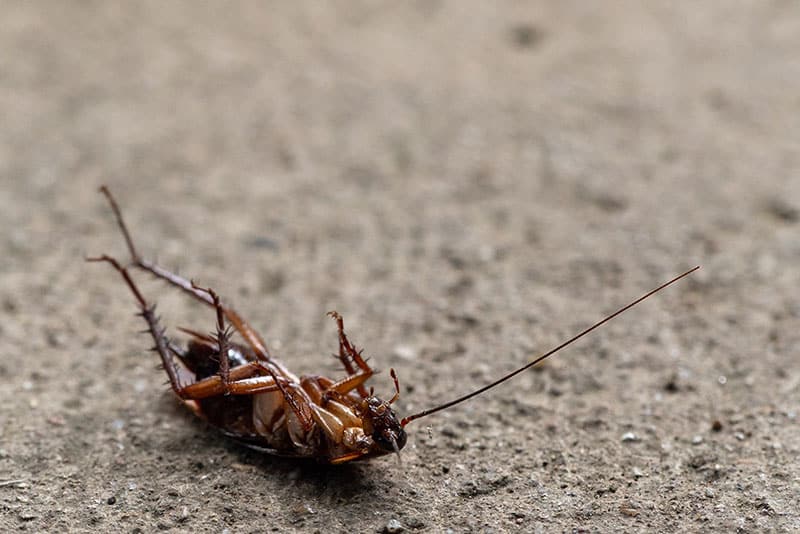 a cockroach on his back, struggling to get up