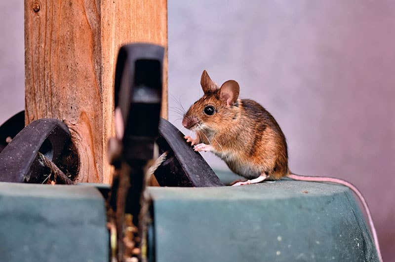 a rat with a long tail, standing on a wooden beam