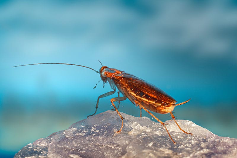 Roach on a rock