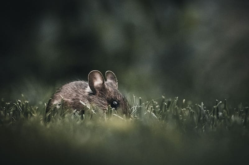 grey mouse in a field, upper half visible