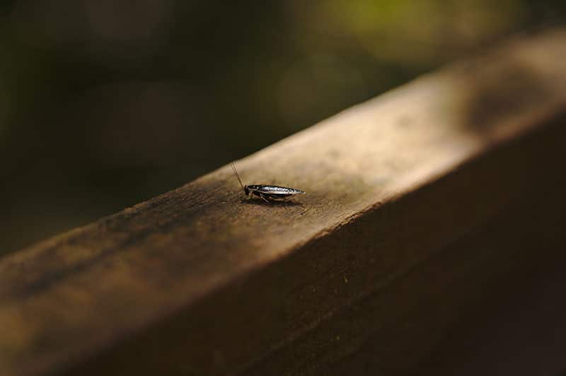 a roach seen from a bit above walking along a wooden patio railing