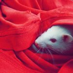 little white mouse in a red shawl or fabric, just face visible