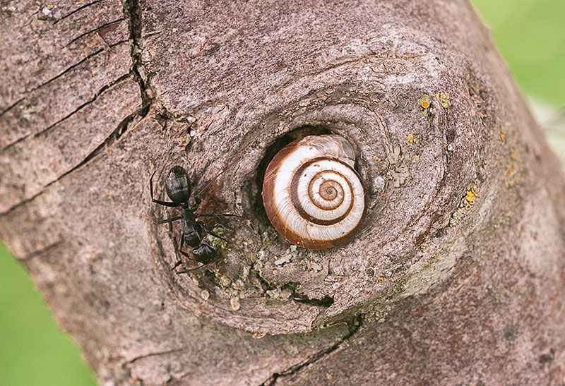 carpenter ant seen on a tree, beside a snail
