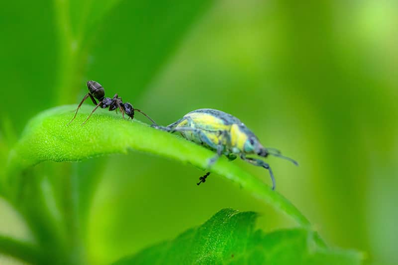 tiny carpenter ant on a large emerald leaf