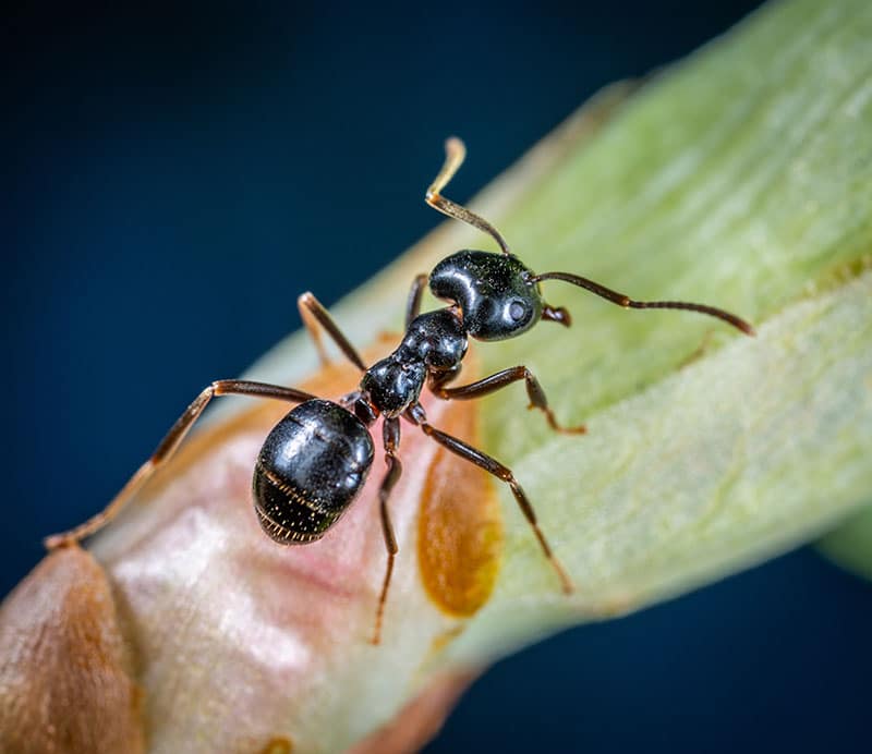 ant ant on a leaf, close up