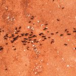 carpenter ants seen from above on orange soil