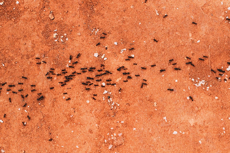 carpenter ants seen from above on orange soil