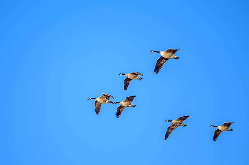 flock of Canada geese in a flying V