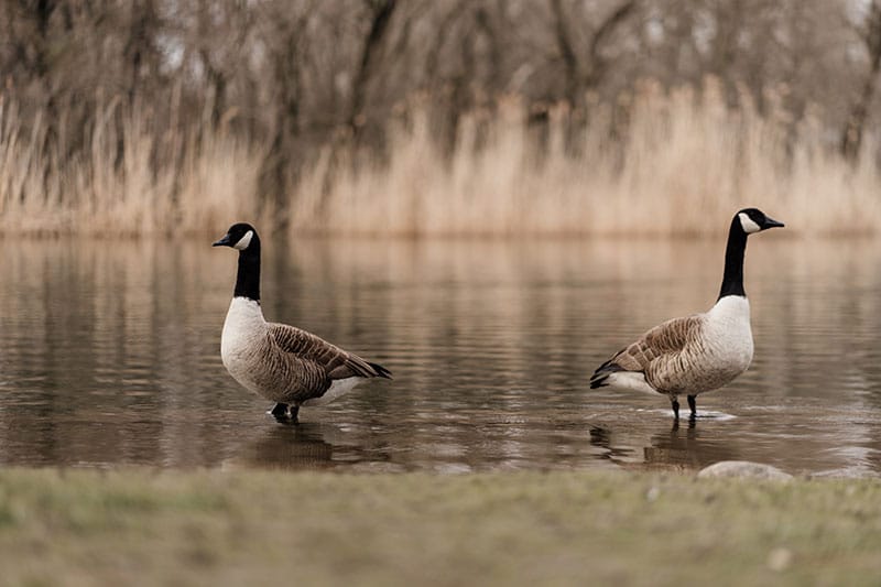 two Canada geese swimming calmly