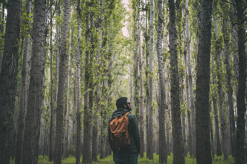 a couple hiking in a very rich, humid, emerald green forest