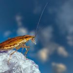 brownish yellow cockroach perched on a crystal, close up