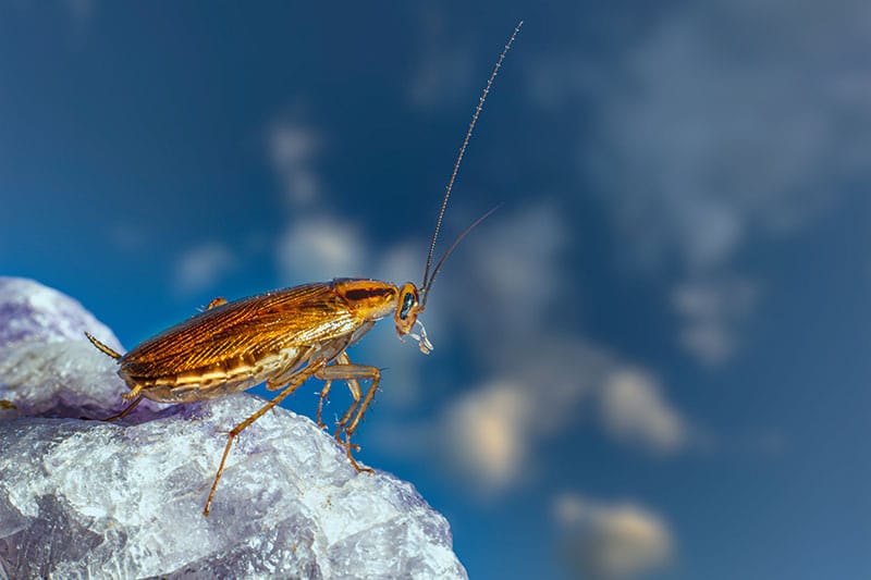 brownish yellow cockroach perched on a crystal, close up