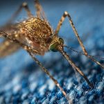 close up of a mosquito