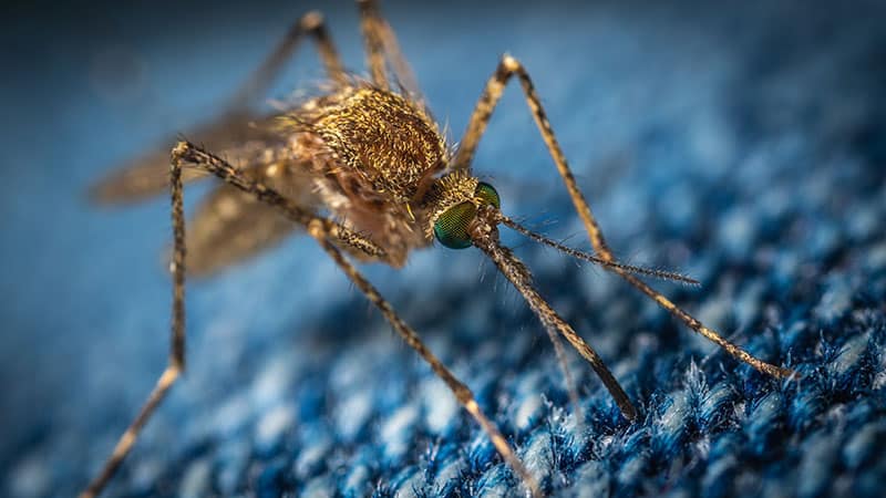 close up of a mosquito