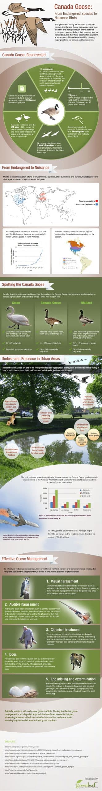 Toronto Geese Control & Wildlife Removal