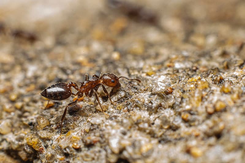 a brownish red ant, up close