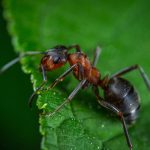 close up of a red and black ant on a green lead