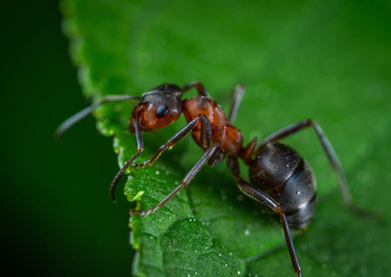 close up of a red and black ant on a green lead