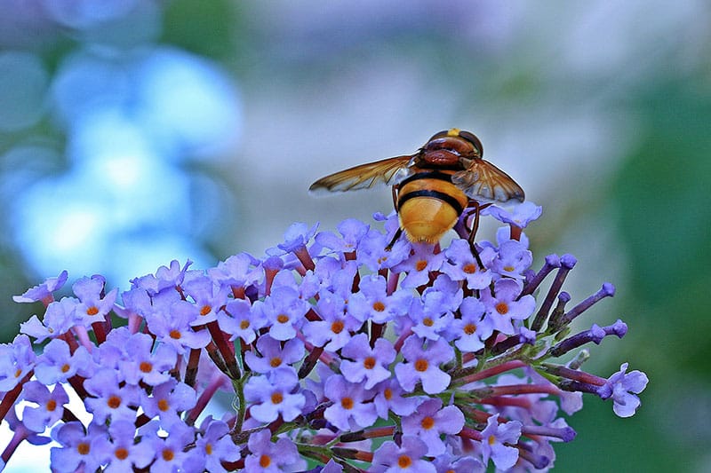a wasp on some purple flowers