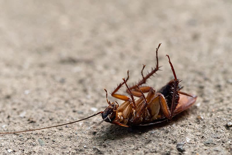 brown cockroach on his back, squirming