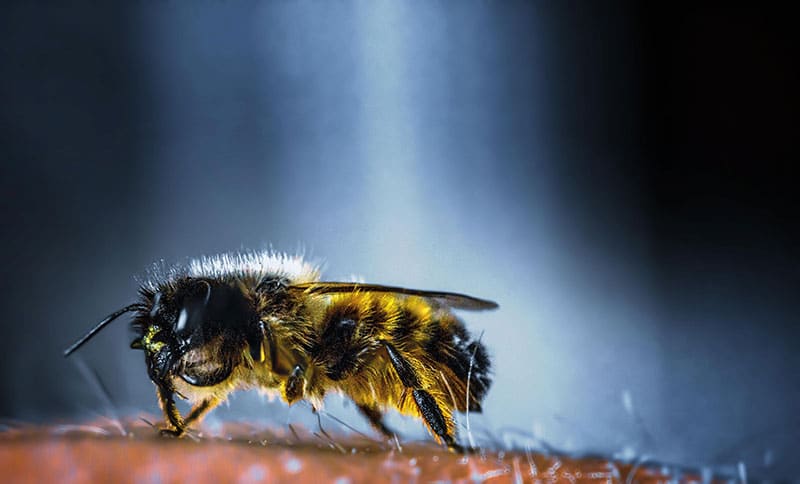 close up of a yellow, black fuzzy wasp