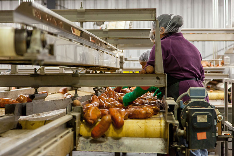 woman works on production line cleaning sweet potatoes