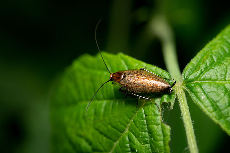 cockroach walking on a green leaf with black background