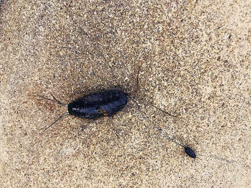 one very large and tiny cockroach over a grey background