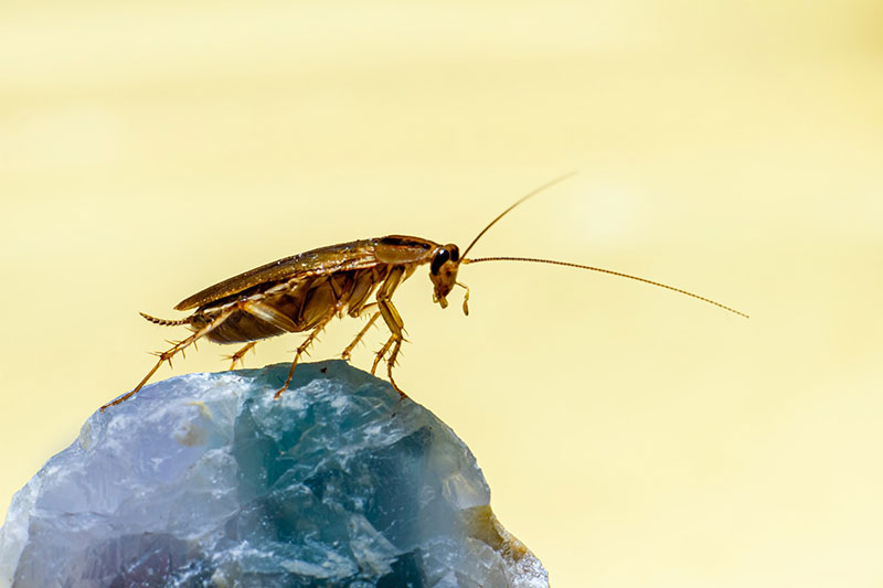 A close-up photo of a brown cockroach in profile. It’s standing on a blue gemstone against a solid yellow background