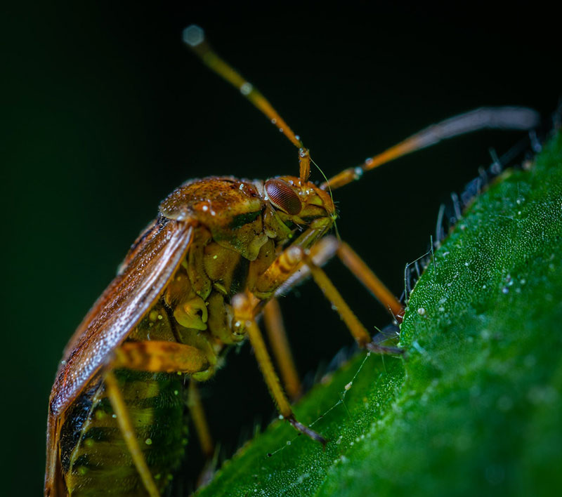 A close-up photo of a brown beetle on a green leaf