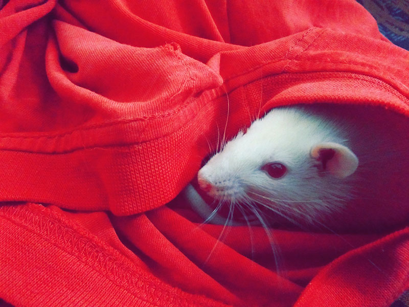 Mouse in a red shirt