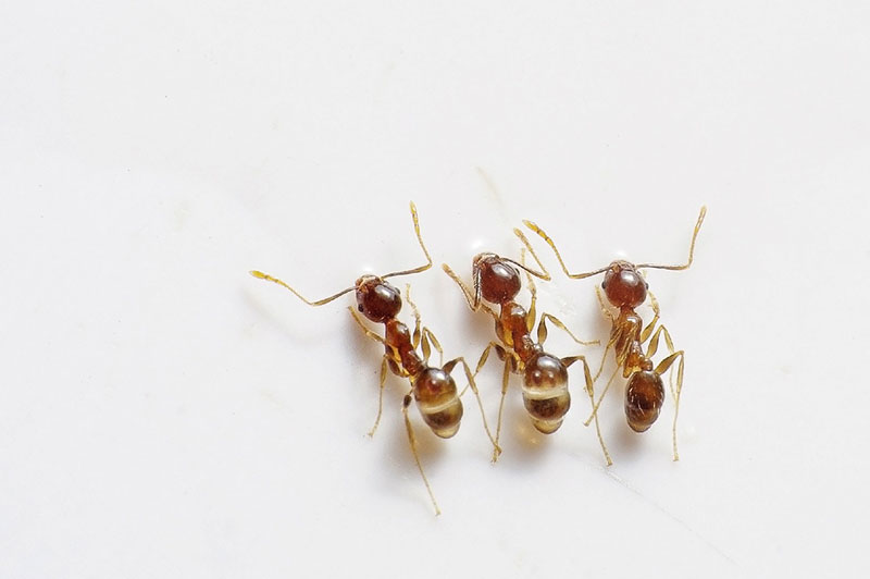 Picture of 3 pharaoh ants