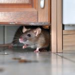 A brown rat peeking out from a gap under wooden kitchen cabinets, standing on a tiled floor with crumbs scattered nearby, in a well-lit interior space.
