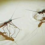 Picture of two flies on water