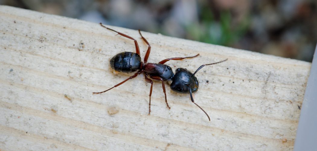 Carpenter Ant Removal in Vaughan