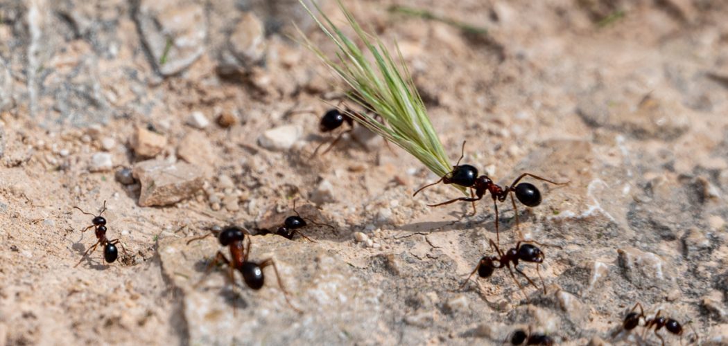 Carpenter ants, Camponotus spp, collecting leaves and grasses to take back to the nest, Milna, Brac Island, Croatia carpenter-ant-removal-in-barrie